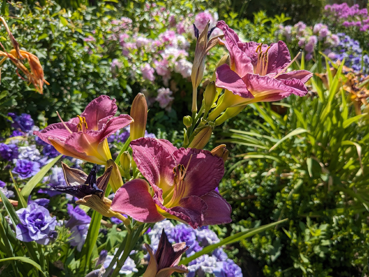 Лилейник, сорт Entrapment