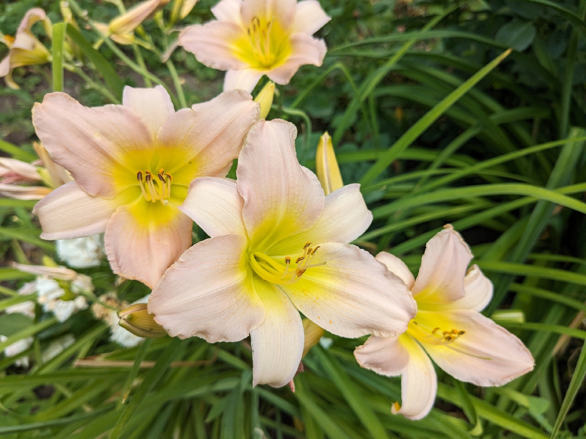 Лилейник, сорт Catherine Woodbury