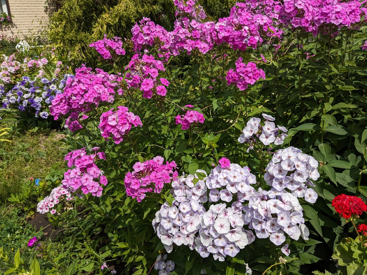 Флокс метельчатый, сорт неизвестен