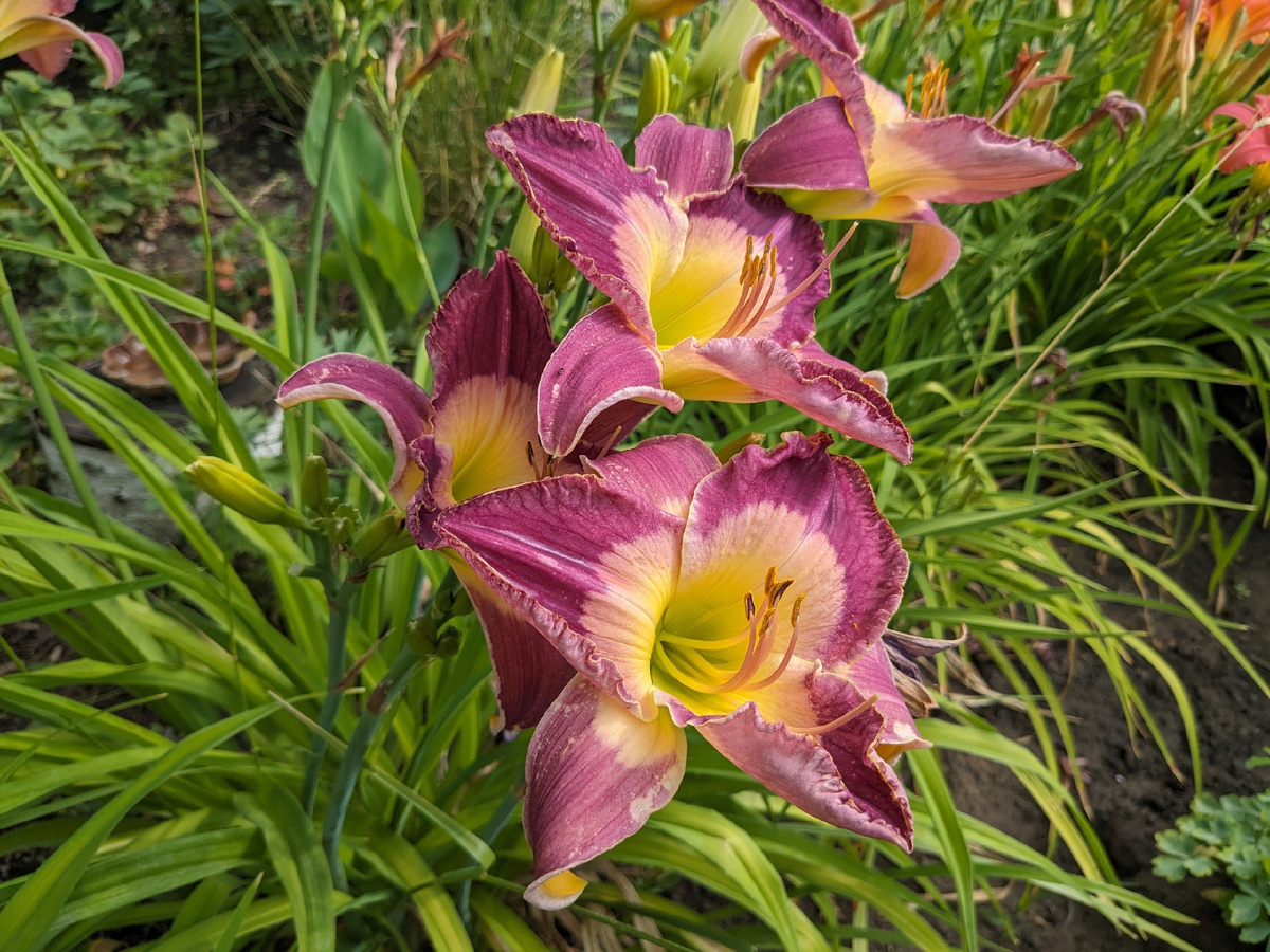 Лилейник, сорт Malaysian Monarch