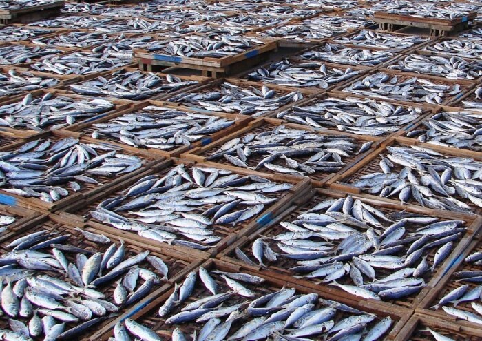 В следующем году на Камчатке должны запустить производство рыбной муки / Фото: pxhere.com