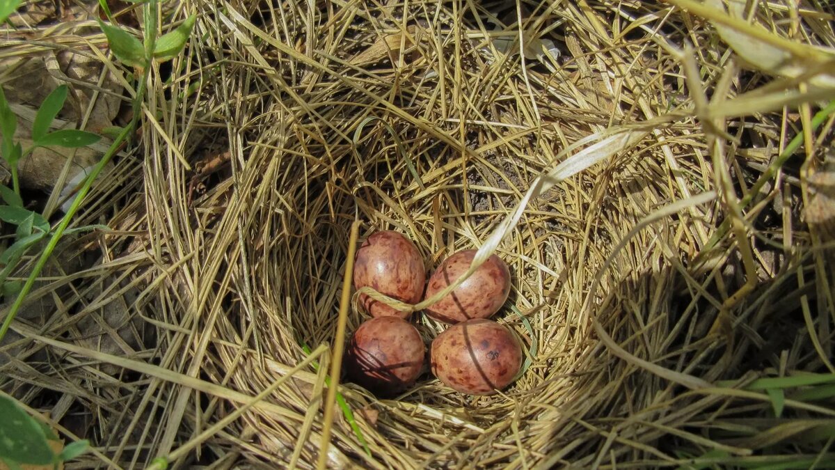     Источник: Управление по охране животного мира Омской области