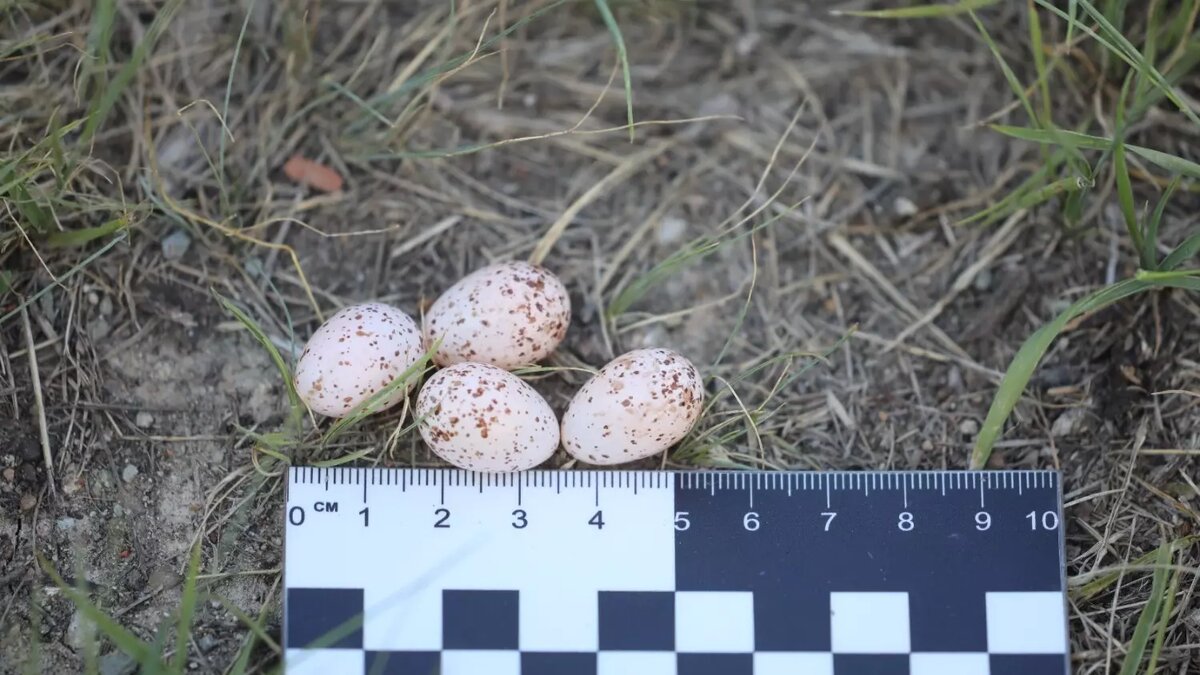     Источник: Управление по охране животного мира Омской области