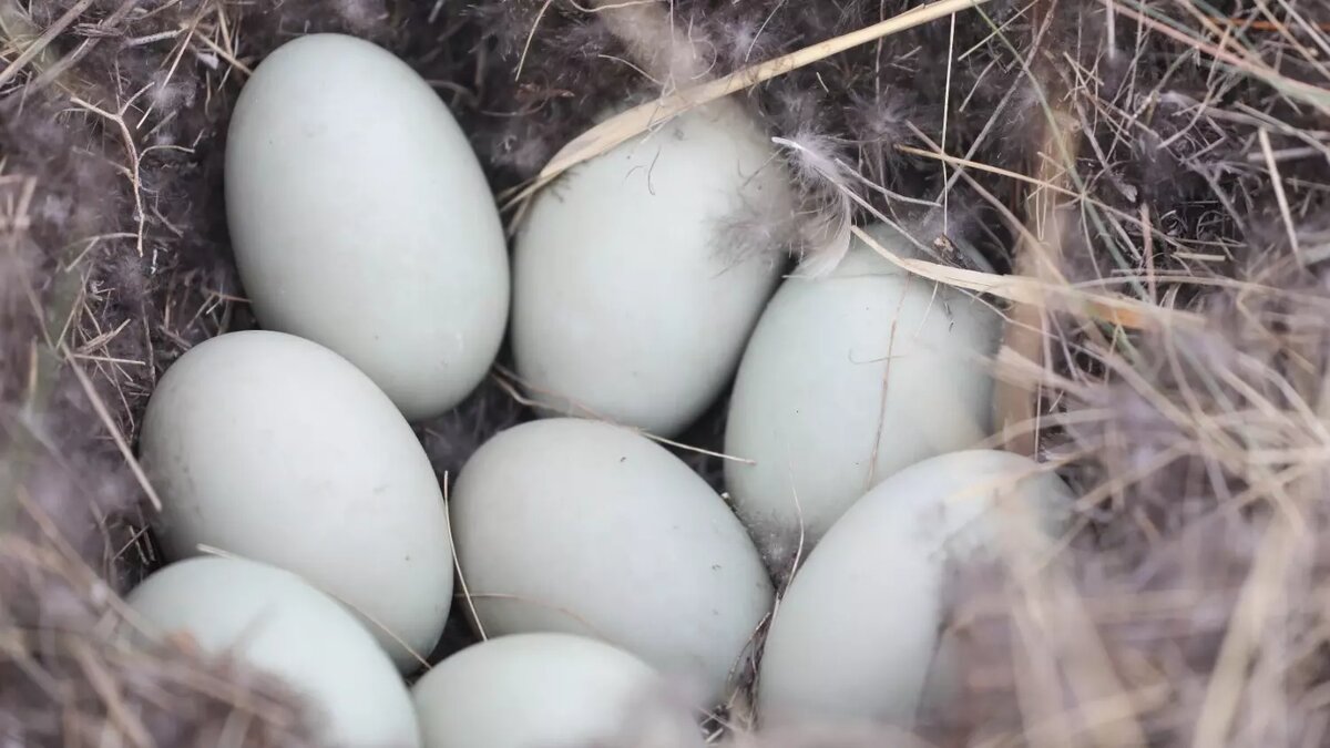     Источник: Управление по охране животного мира Омской области