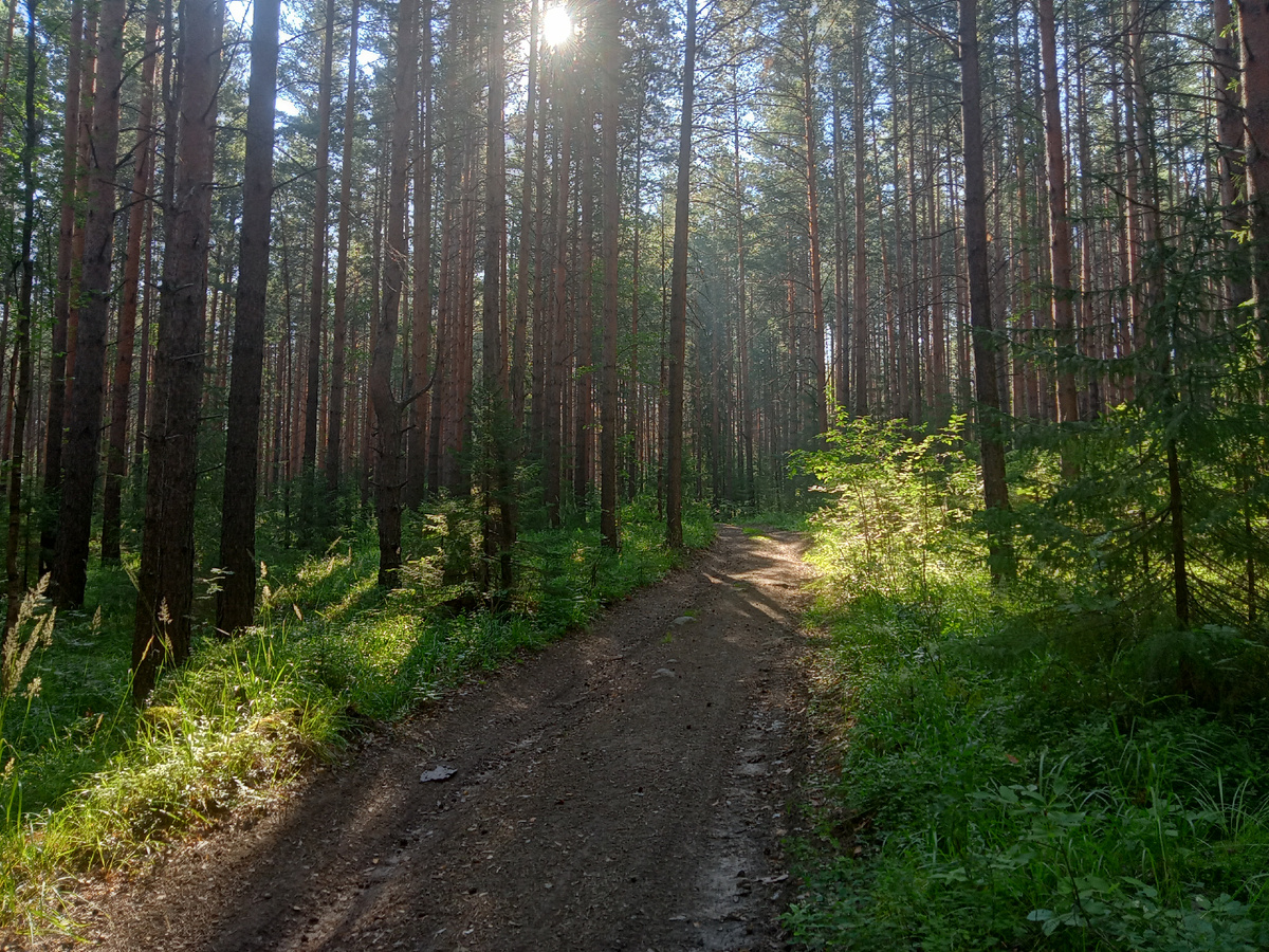 лесная грунтовка
