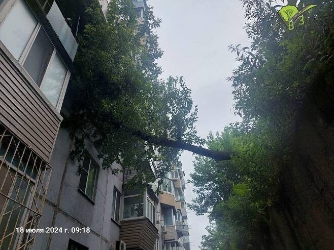    Источник фото: t.me/ozelen_vl