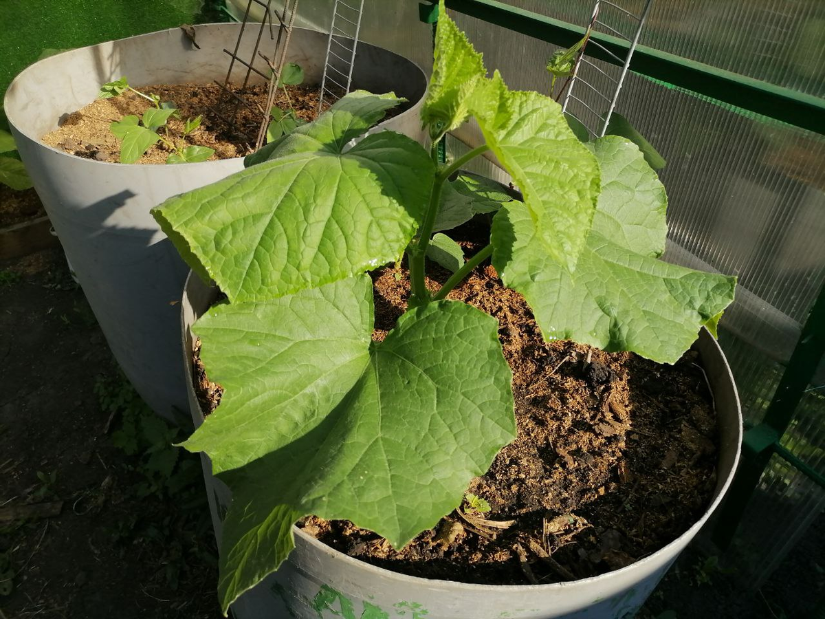 Огурец Доминатор в начале роста, бочка на 200 л, обрезана по высоте, фото автора