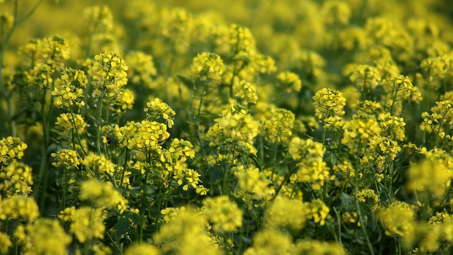 Исправьте ошибки: 9 сорняков, которые говорят о проблемах с землей на участке