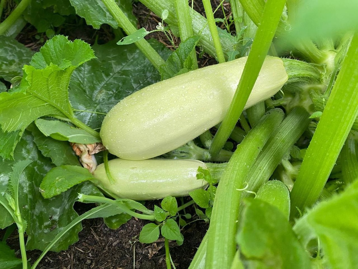 Через день снимаем молодые кабачки с гряды, даже в дождливую погоду