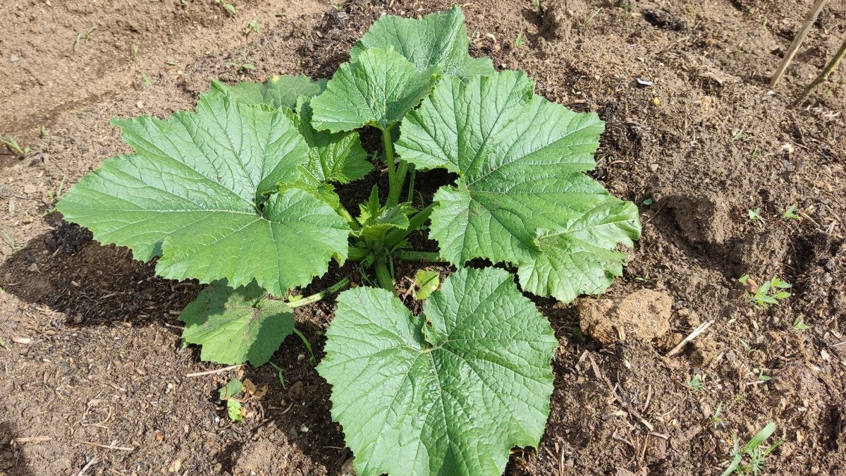 Окрепнут кабачки быстро, главное подготовка