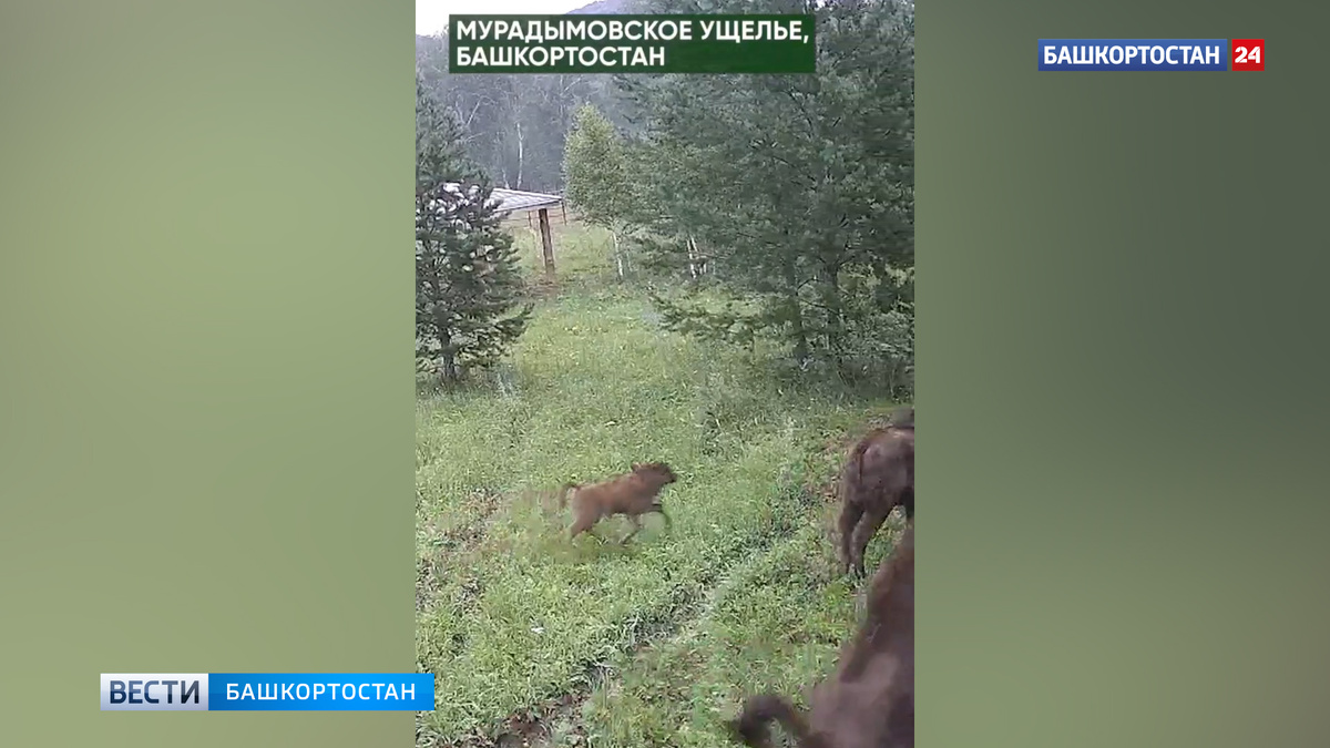    Зубренок, родившийся в лесах Башкирии, попал в объектив фотоловушки