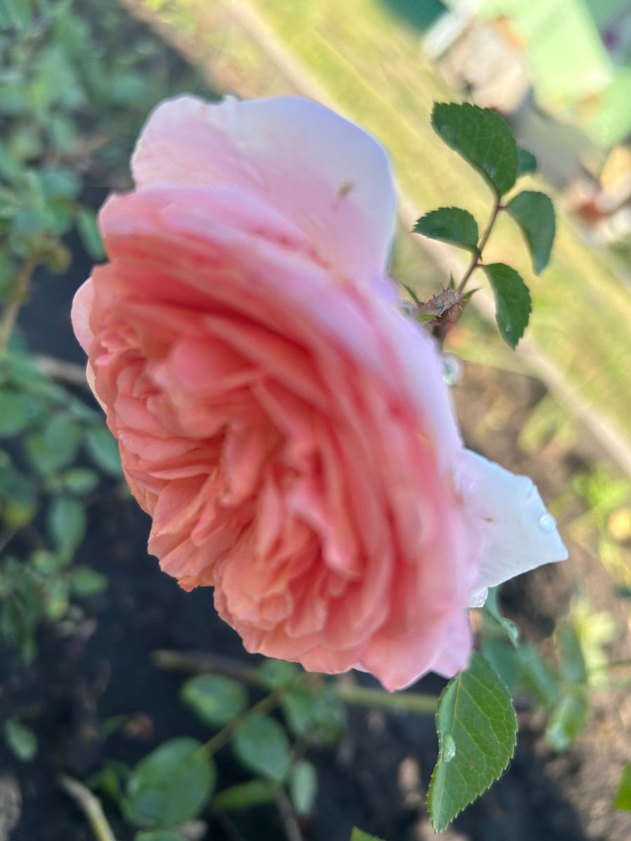 Вот такого красивого цвета у меня зацвела роза