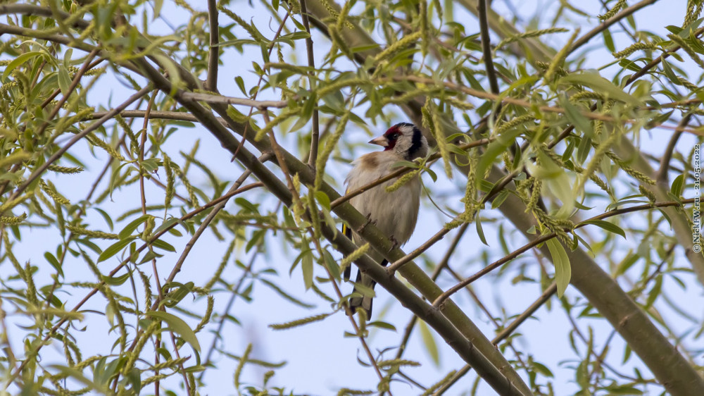 1. Черноголовый щегол © NickFW.ru — 21.05.2022г.