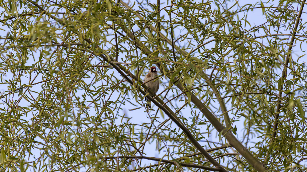 2. Черноголовый щегол © NickFW.ru — 21.05.2022г.