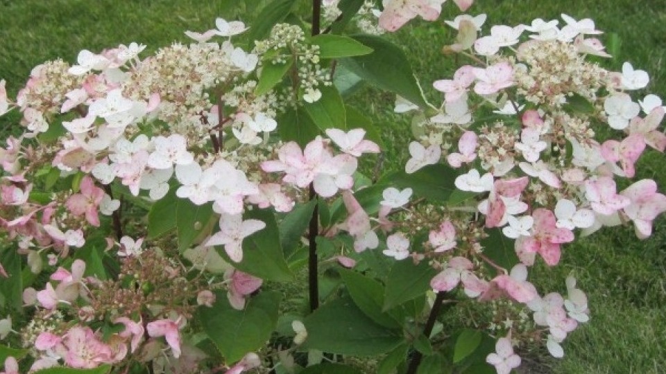 Метельчатые гортензии – украшение дачного участка. 