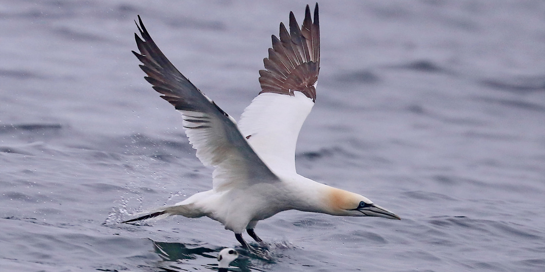 Северная олуша. Заполярье