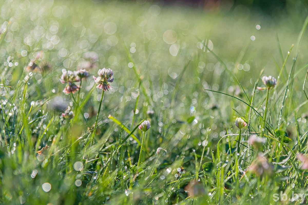    Народный календарь и традиции. 22-28 июля