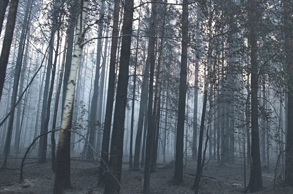    С начала года во Владимирской области произошли 34 лесных пожара