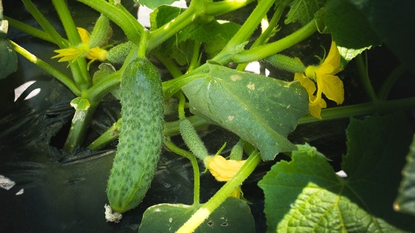 Огурцы в процессе вегетации не выносят из почвы много питательных веществ. 