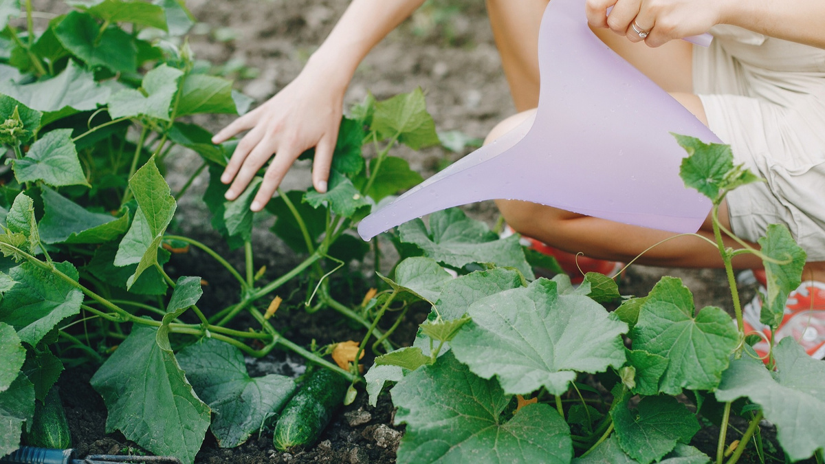 Первую подкормку стоит проводить так: перед внесением удобрения необходимо полить растения теплой водой. 