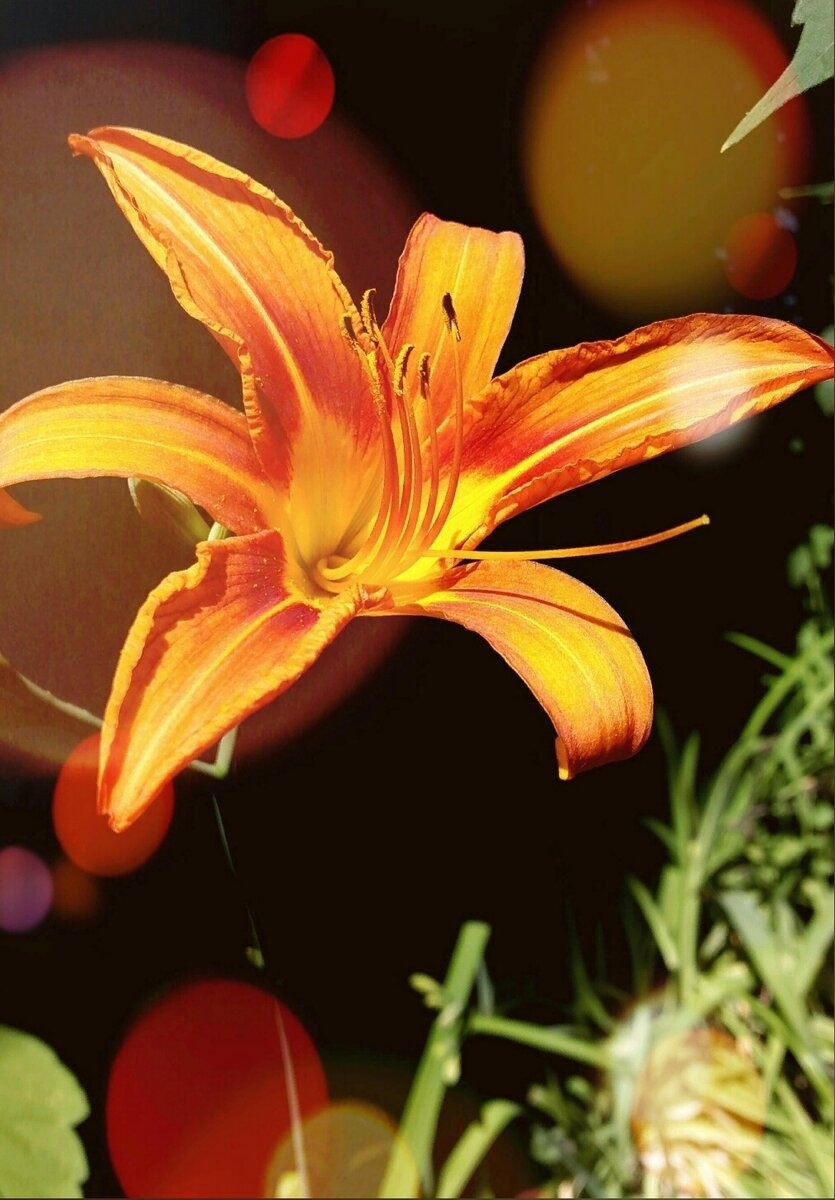 Красота спасает мир... Фотография из личного архива автора