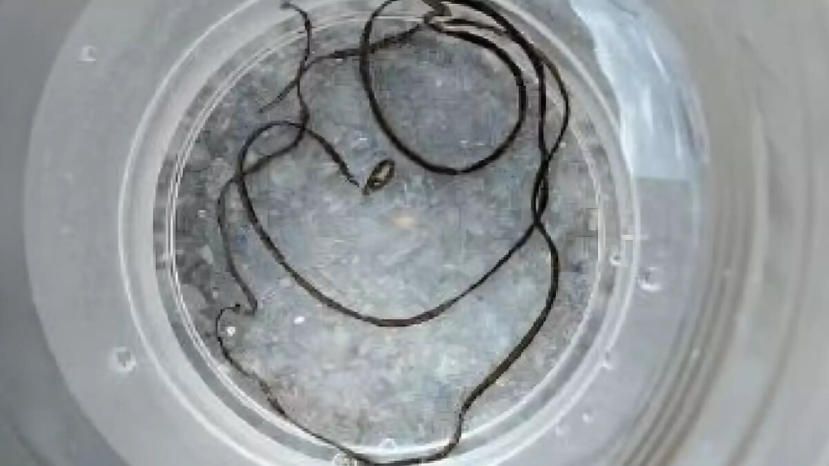     Источник: Telegram-канал «Горноводяное»