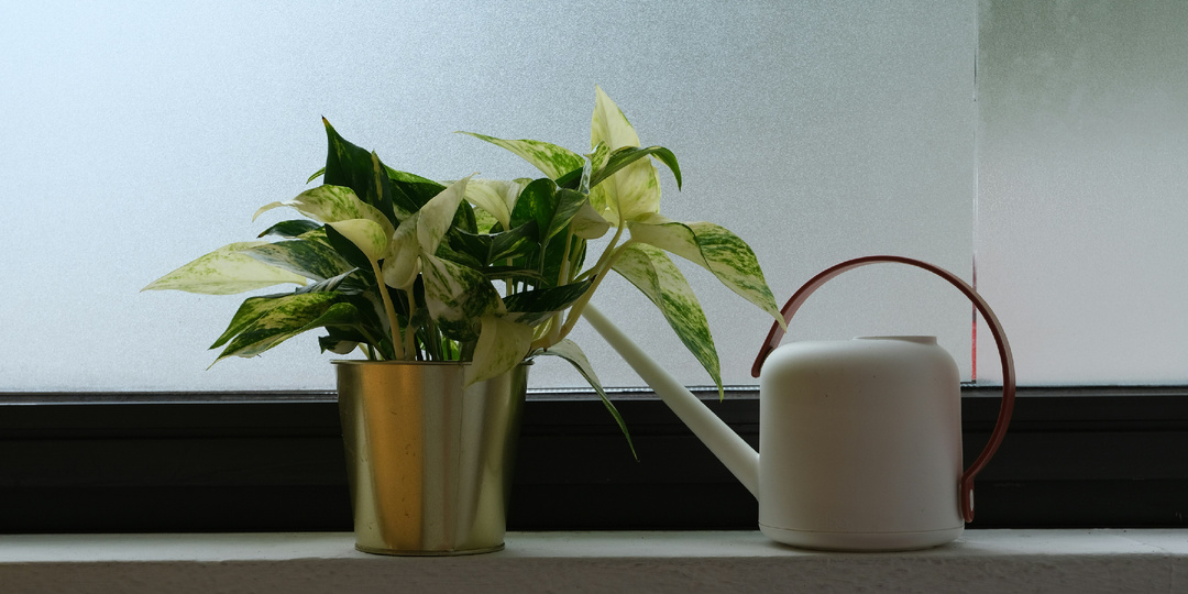 Почему не стоит поливать комнатные цветы водой из-под крана