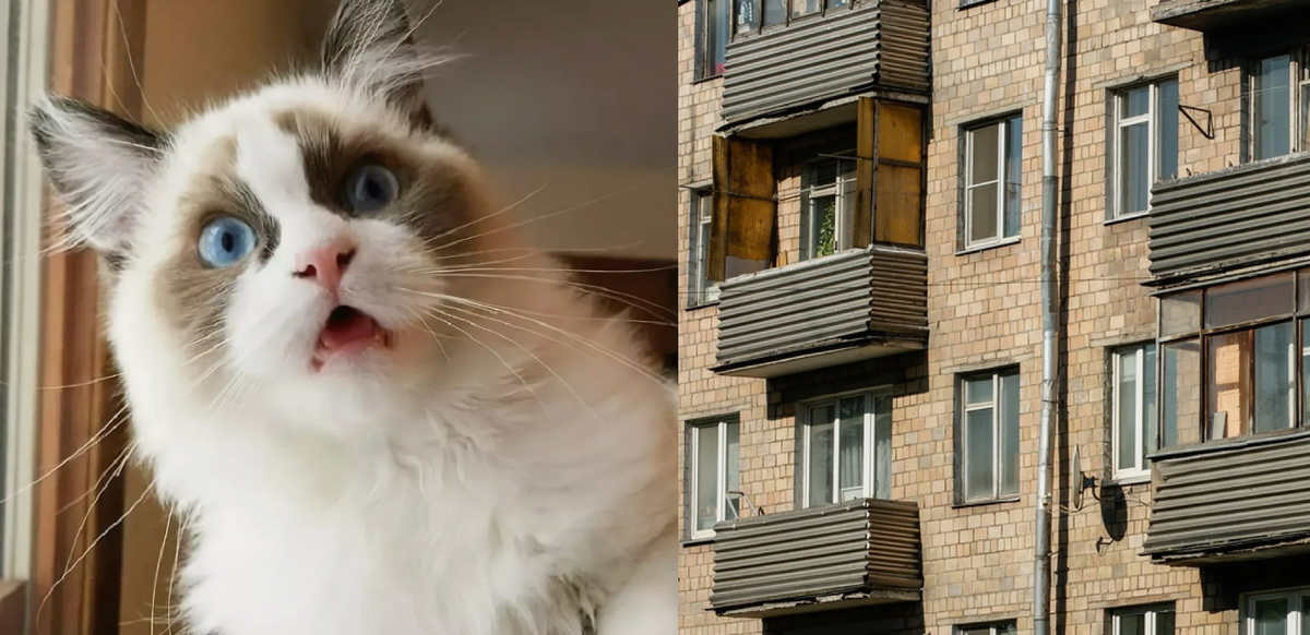 Котик в шоке, что продавец так подставил его хозяина при продаже квартиры