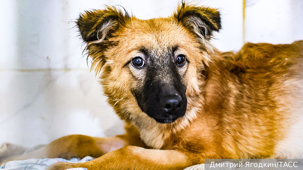     Фото: Дмитрий Ягодкин/ТАСС   
 Текст: Дмитрий Зубарев
