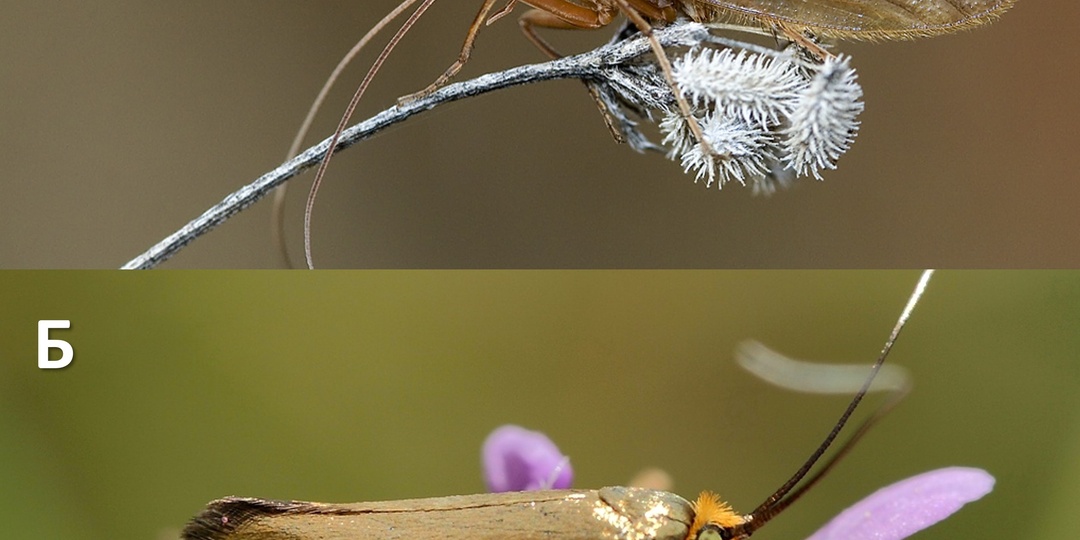 Ручейник и его личинки