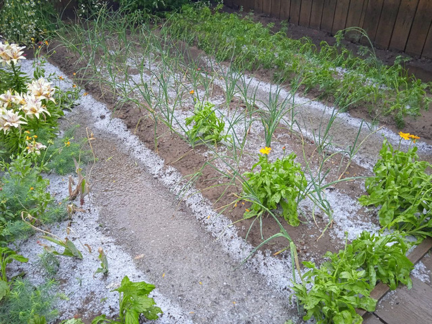    Град и ливень уничтожили часть урожая в Слободском районе
