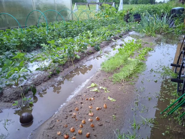    Град и ливень уничтожили часть урожая в Слободском районе