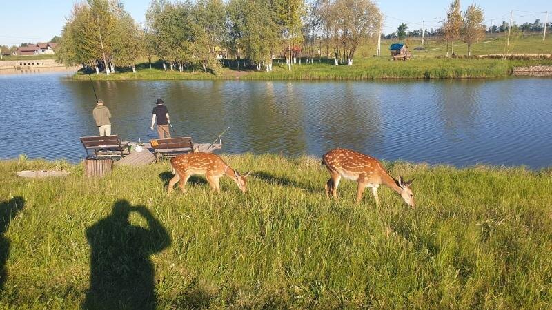 Фото: База отдыха «Ерши»Отметим, что эти самые фотографии с, во-первых, пятнистыми оленями, а не косулями, периодически появляются в пабликах по всей стране. При этом авторы постов рассказывают, что их видели то в Воронежской области, то в Ростовской, то в Волгоградской или других.📷
📷
