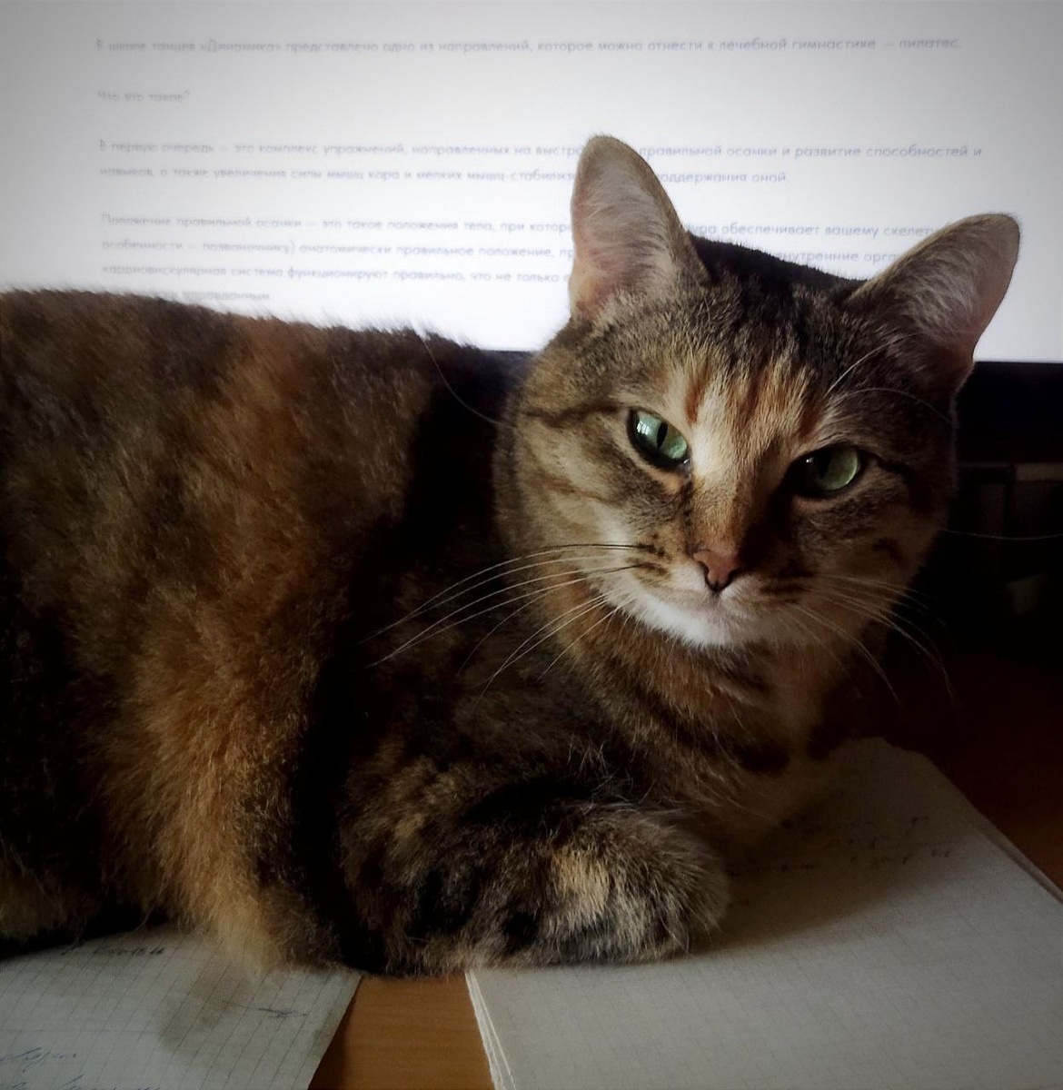 Весь процесс разработки сайтов под полным контролем. Мурка знает толк в создании сайтов