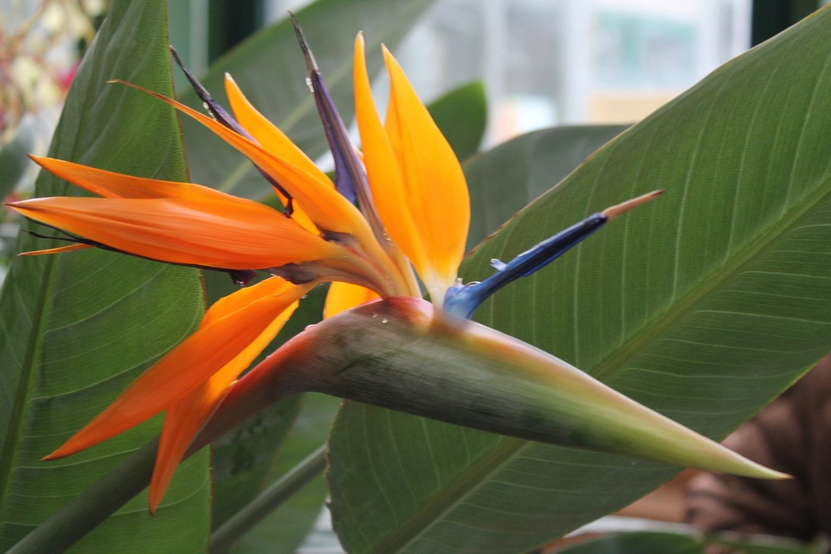 Стрелиция королевская