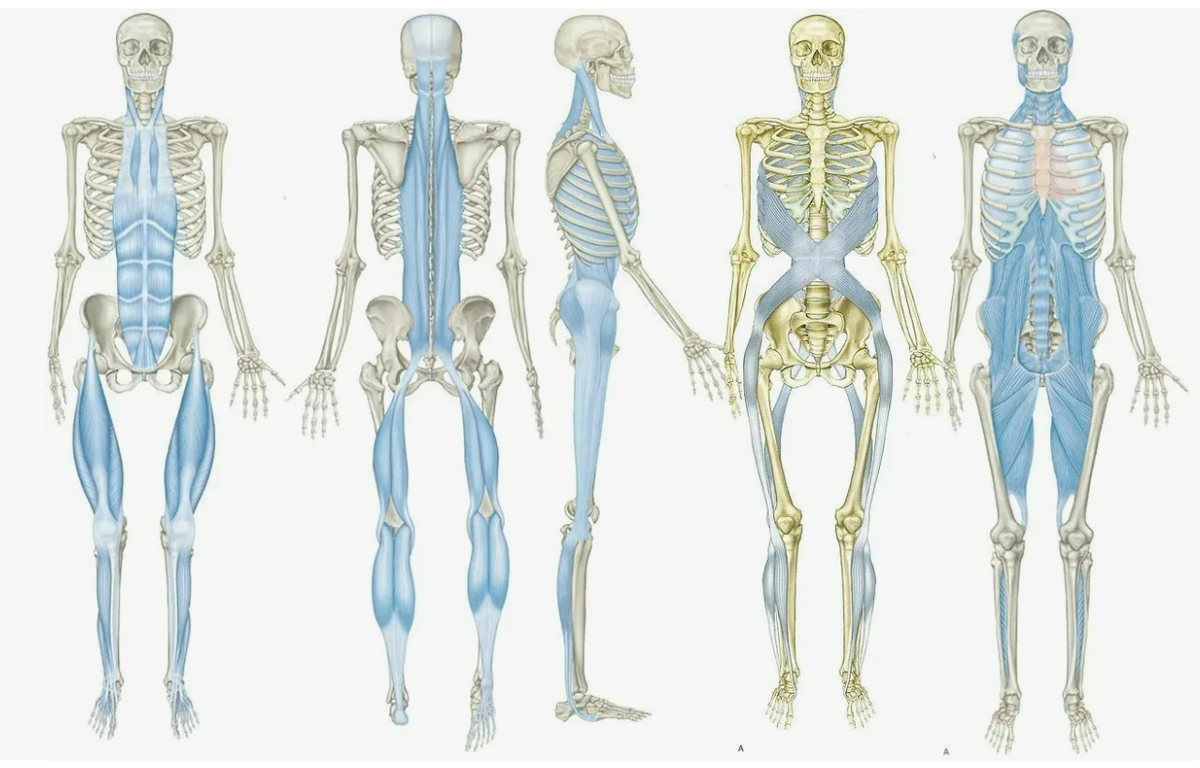 Анатомические поезда Томаса Маерса