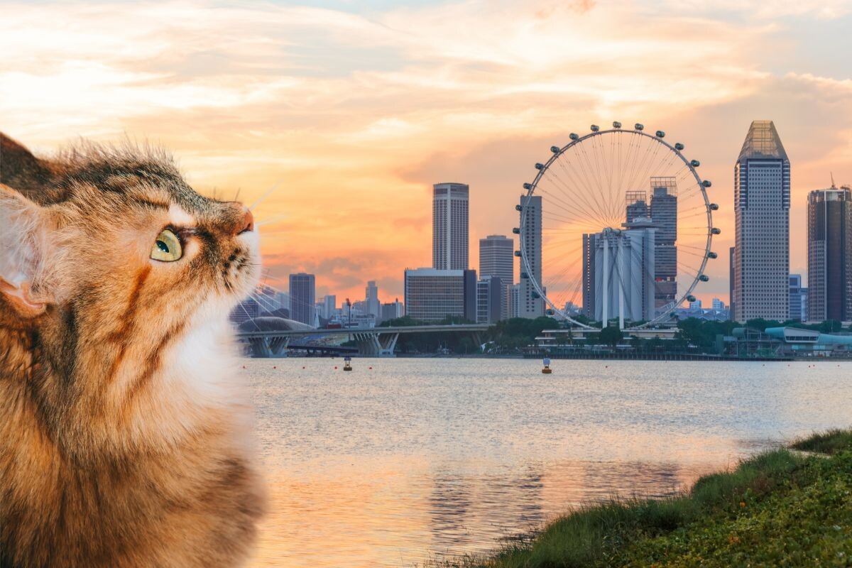 Кошка на фоне Сингапура 