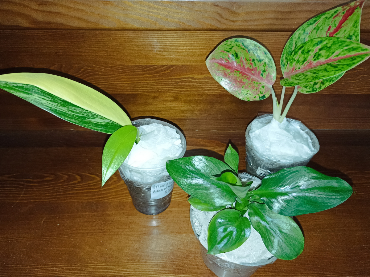 Посылка с тремя маленькими растениями весом 475 граммов вышла на 410 рублей