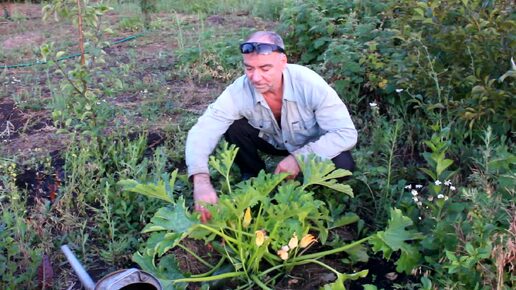 Срочно удалите это у кабачков и они будут плодоносить долго и обильно.