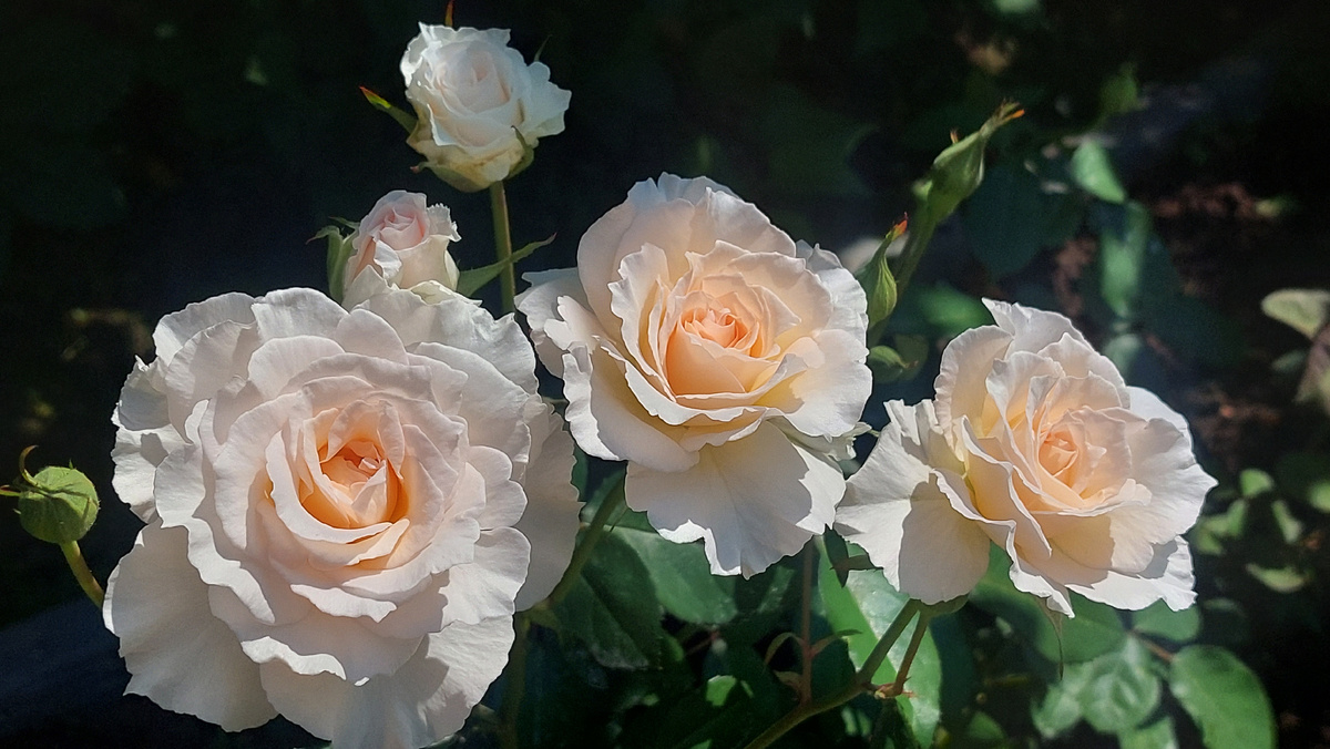 Пустиния. Флорибунда