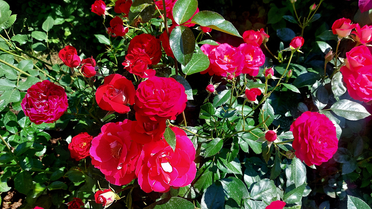 Бордо в обнимку с Хайматмелоди. Флорибунды