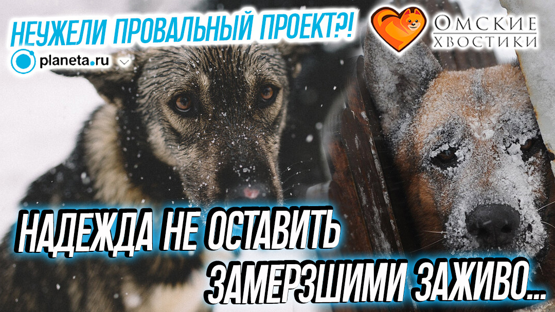 Их вышвыривают на улицу, как надоедливую старую вещь...