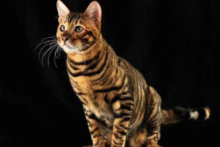  Эта порода пока ещё мало распространена, так как находится на стадии становления. В России её представителей можно встретить крайне редко.