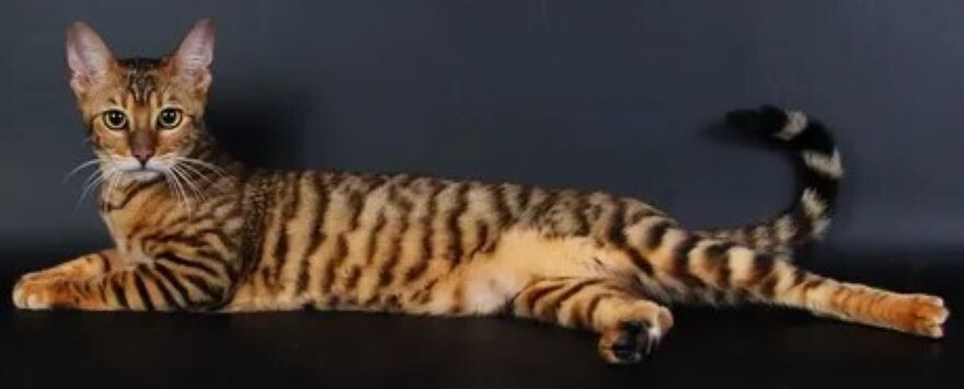 Тойгеры дружелюбны и любят поиграть, это делает их отличными компаньонами для семей с детьми.