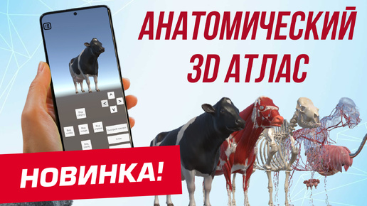 Анатомический 3D Атлас коровы - База знаний в одном приложении