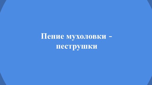 Песня мухоловки пеструшки по утрам в саду