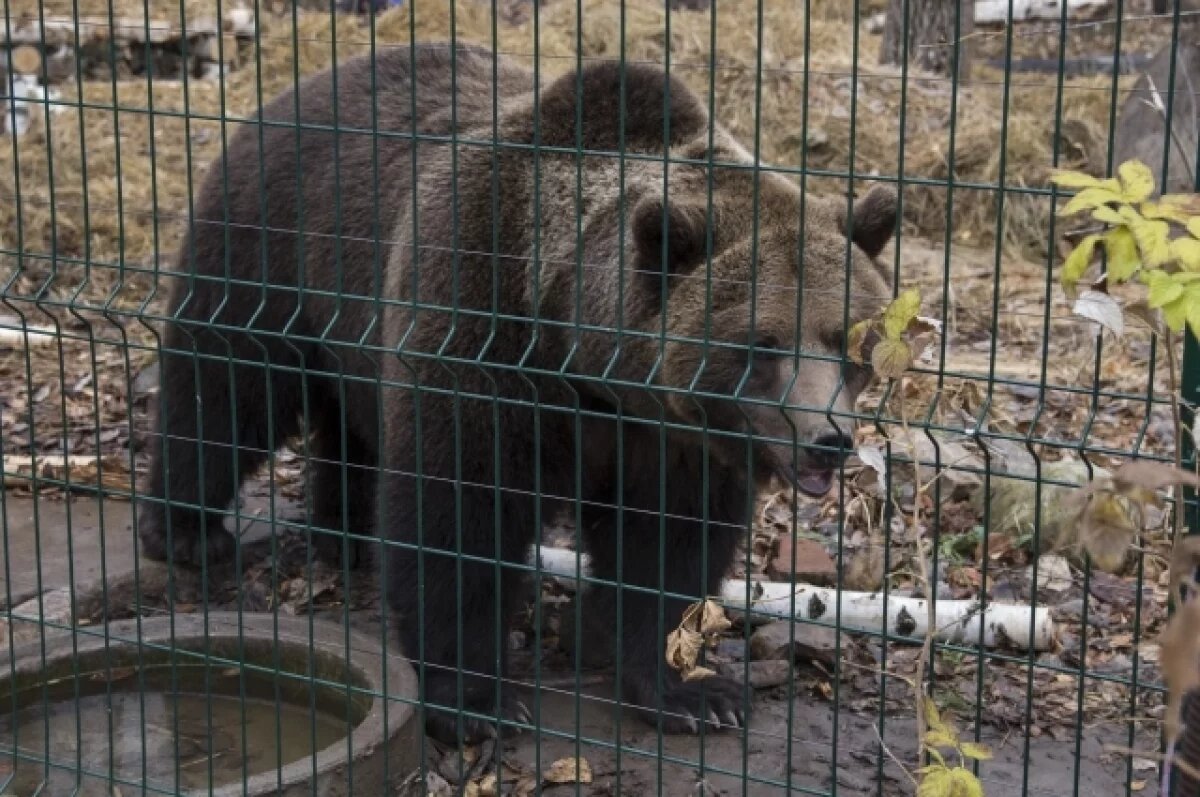    Косолапый хищник.