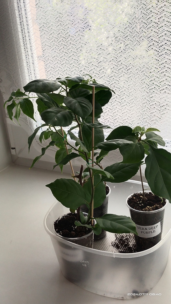 Вот они все ещё в маленьких стаканчиках. Фото от 11 июля 2024. Накануне пересадки. 