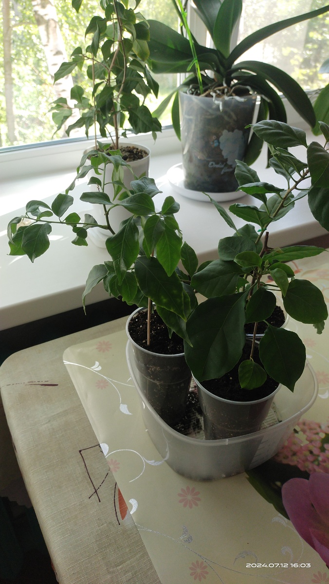 Фото сразу после пересадки.  Стаканчик с БУГЕНВИЛЛИЕЙ сорта Vera Deep Purple к нам самый близкий.