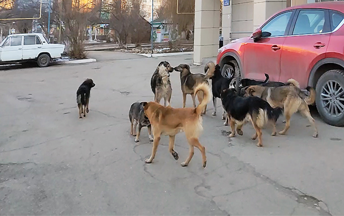 Стая бездомных собак посреди города